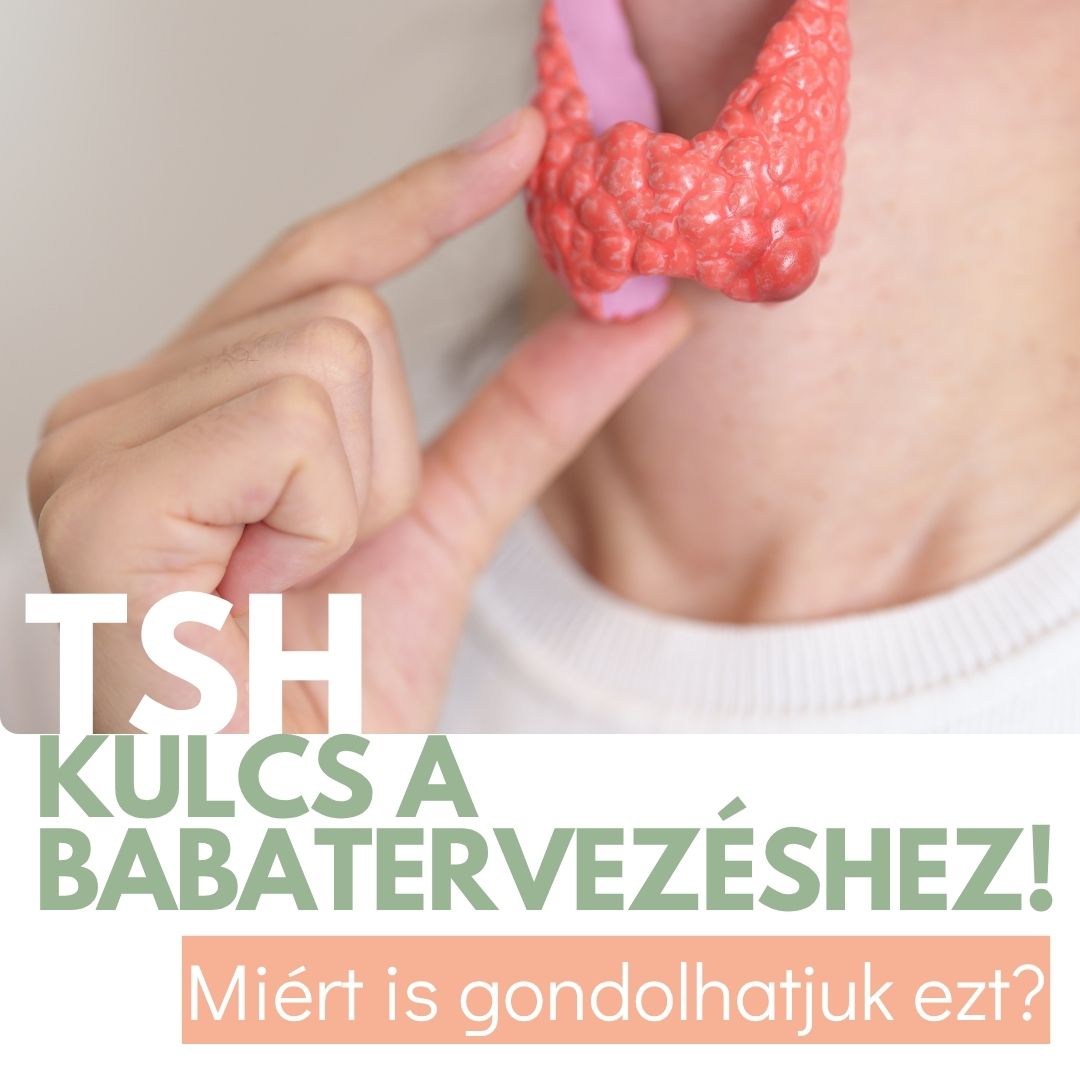 Miért fontos a TSH babatervezéskor? Mi számít optimális értéknek? Hogyan befolyásolja a ciklust, a beágyazódást és a terhességet? Szakmai útmutató.