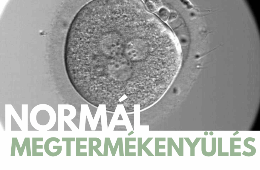 „Normál megtermékenyülést mutatott” – mit jelent ez pontosan?